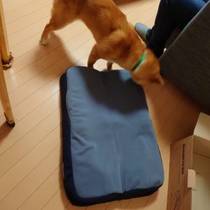 ベッドを破壊する柴犬にジェントルリーマペットベッドを購入しました│柴犬と暮らすということ