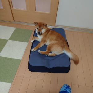 ベッドを破壊する柴犬にジェントルリーマペットベッドを購入しました│柴犬と暮らすということ