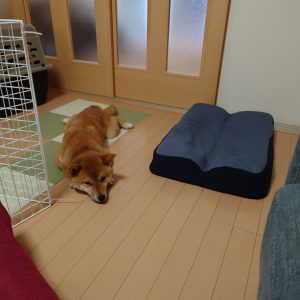 ベッドを破壊する柴犬にジェントルリーマペットベッドを購入しました│柴犬と暮らすということ