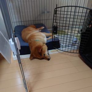 ベッドを破壊する柴犬にジェントルリーマペットベッドを購入しました│柴犬と暮らすということ