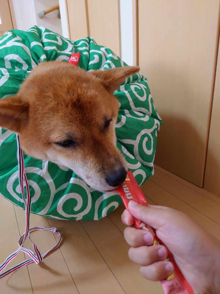 ドライハンバンと柴犬とチュール