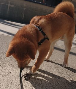 松ぼっくりにじゃれる柴犬 柴犬と暮らすということ