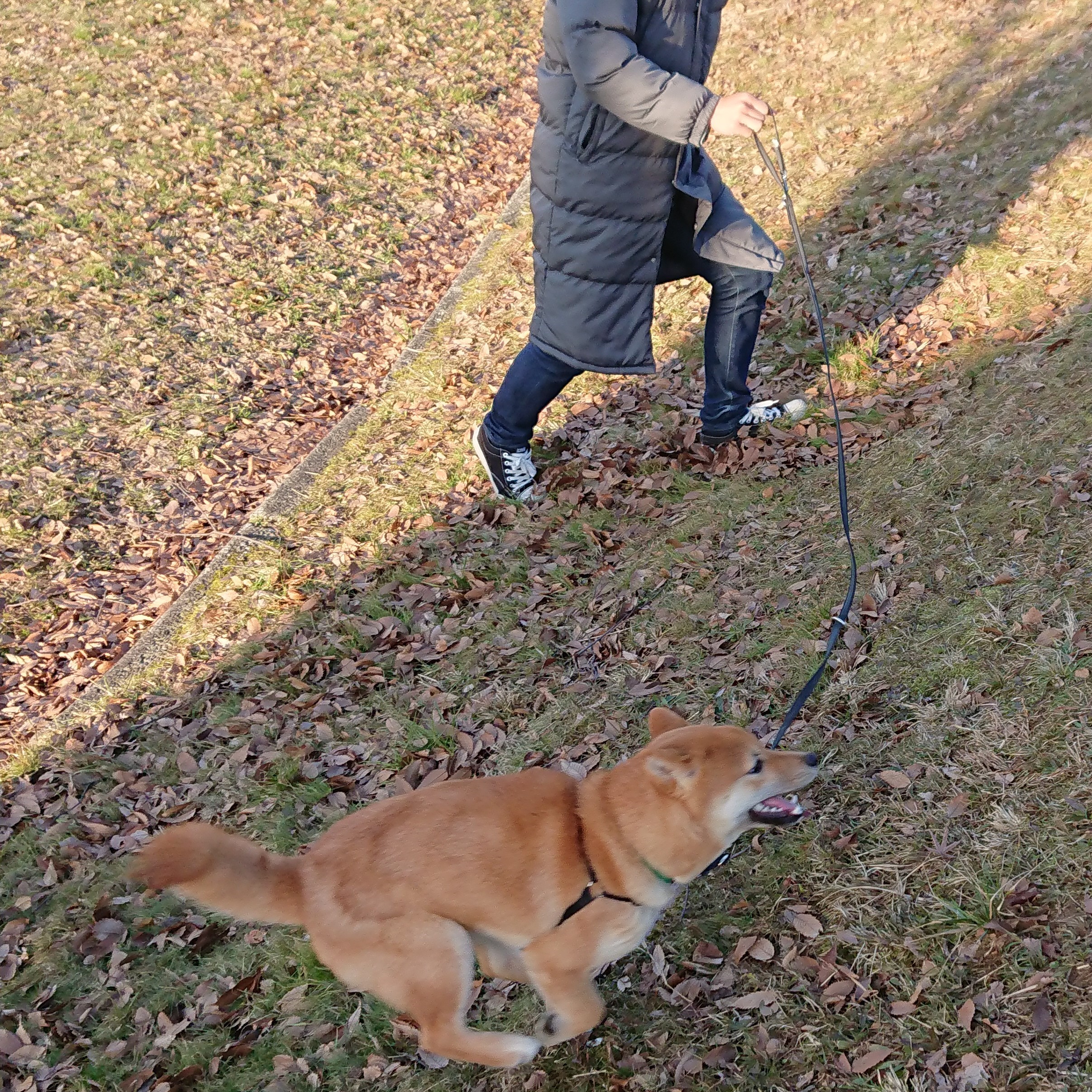 松ぼっくりにじゃれる柴犬 柴犬と暮らすということ