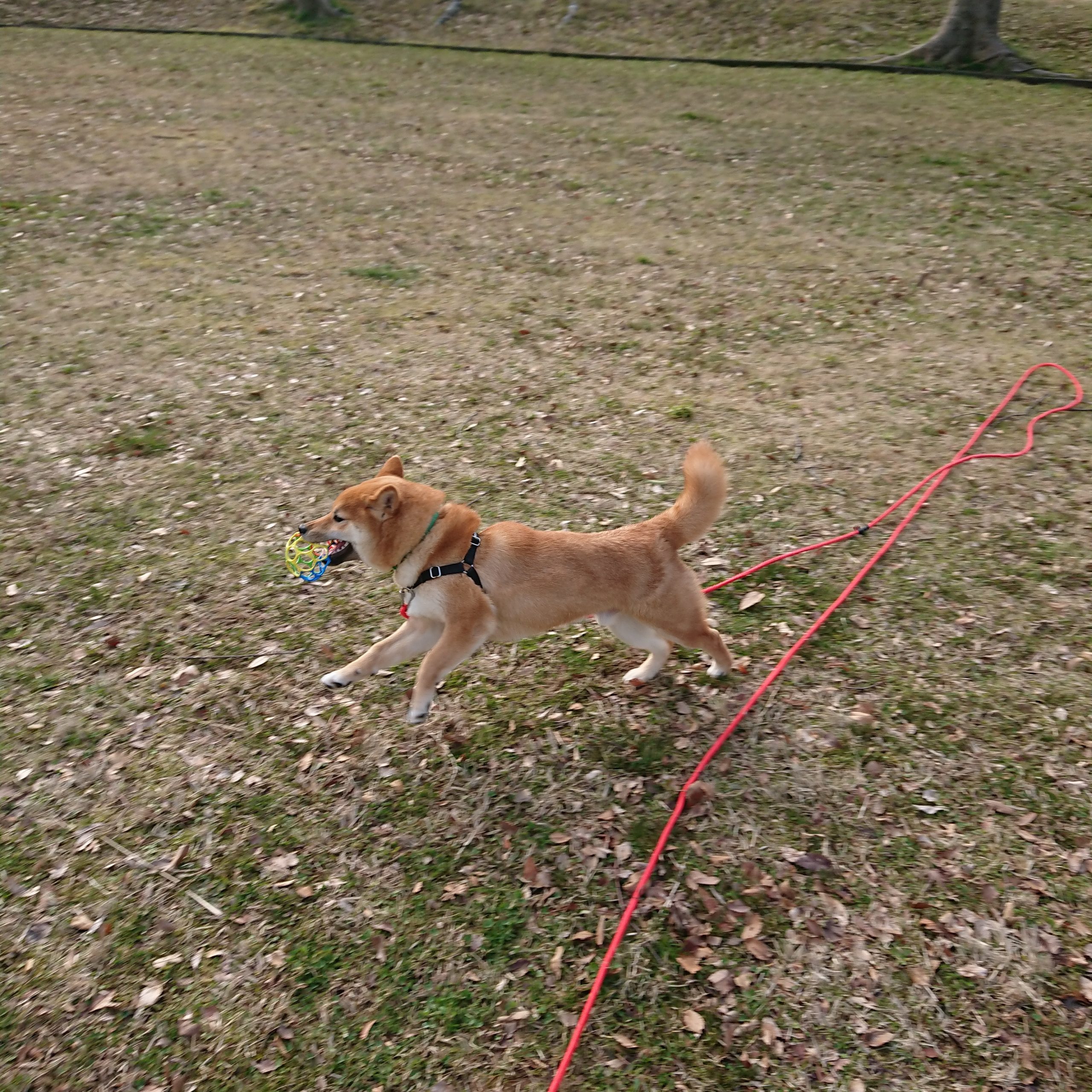 柴犬とロングリードを使って公園でボール遊び 柴犬と暮らすということ