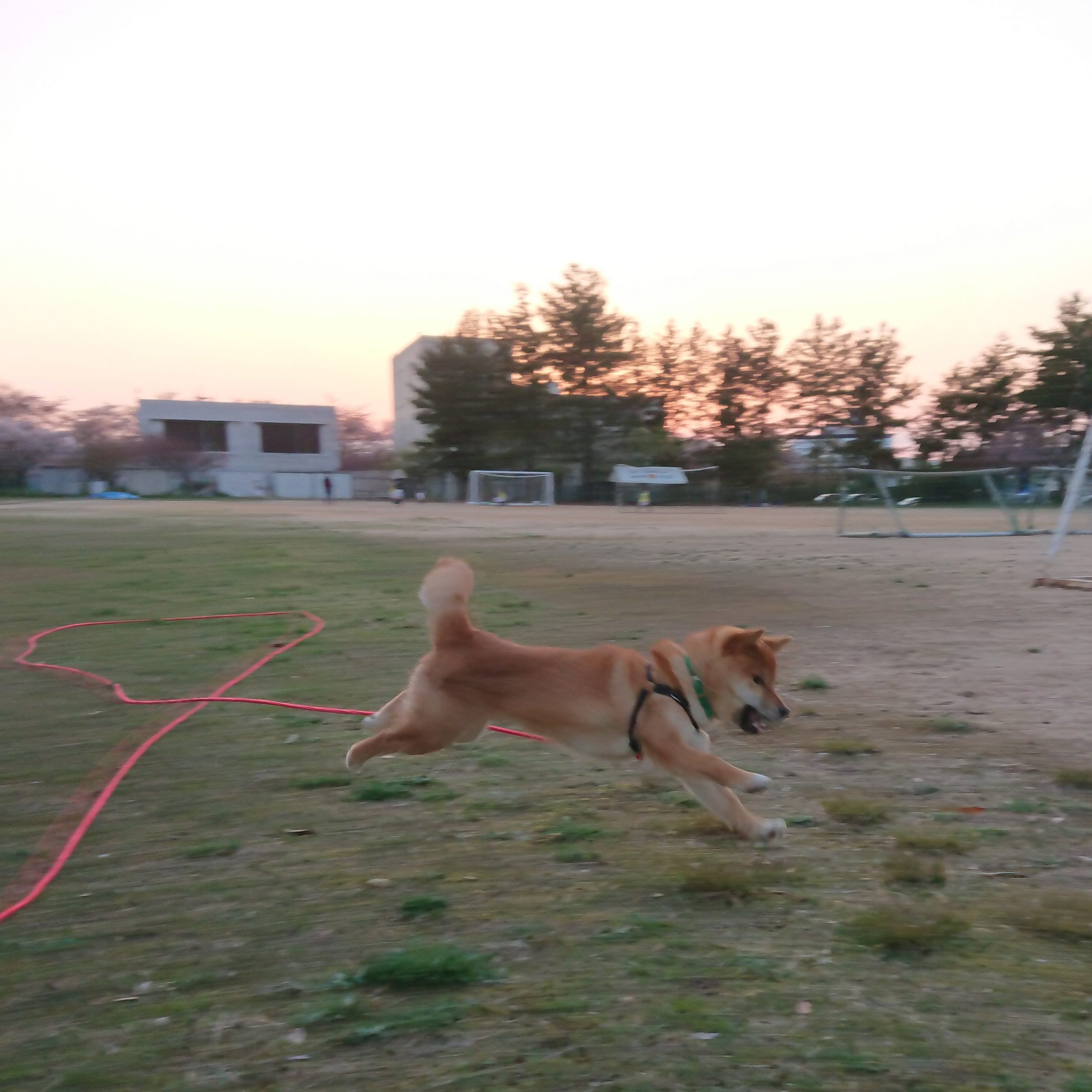 ロングリードで駆け回る柴犬を撮る