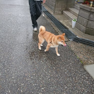 柴犬と雨の日の散歩からのシャワー