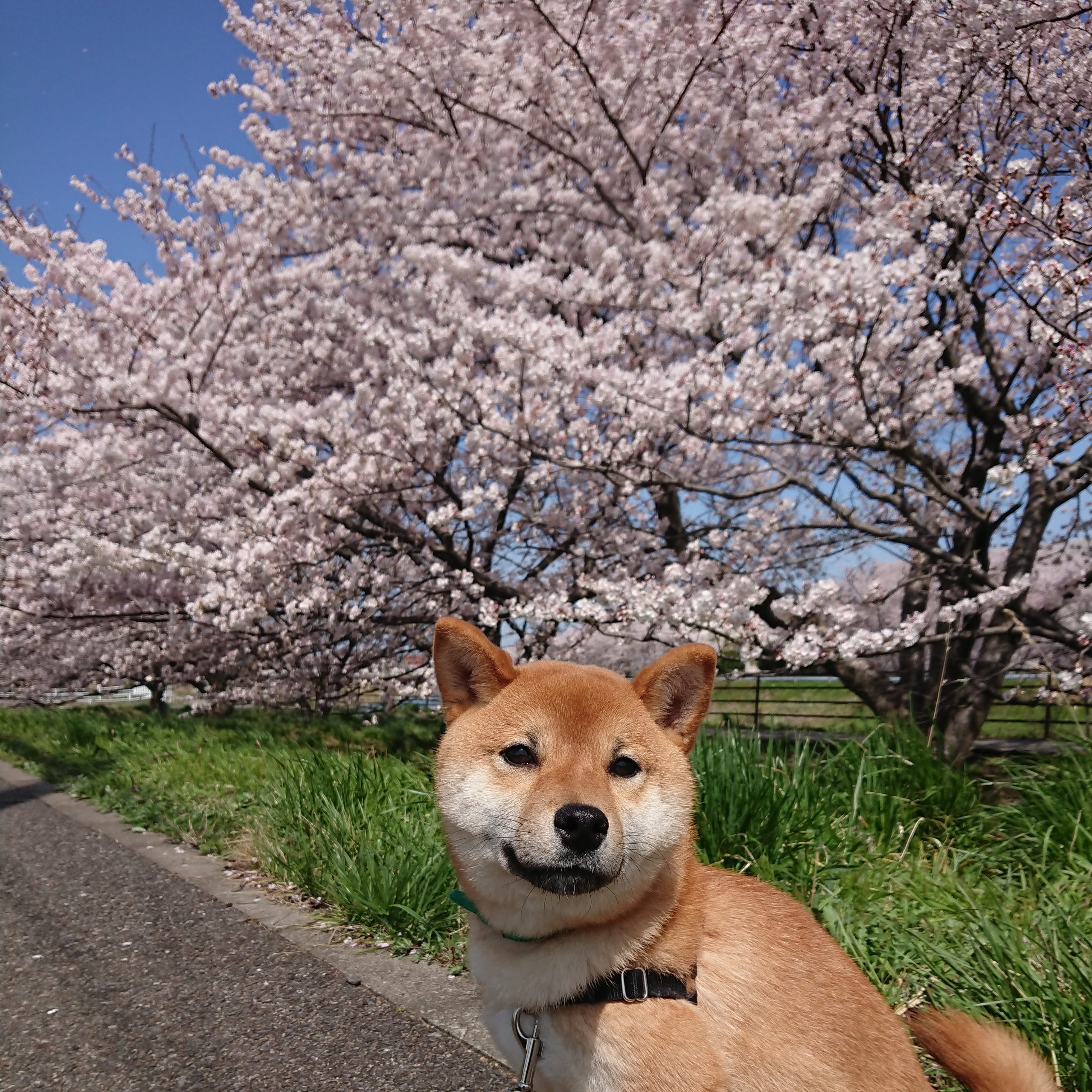 桜満開2021年4月