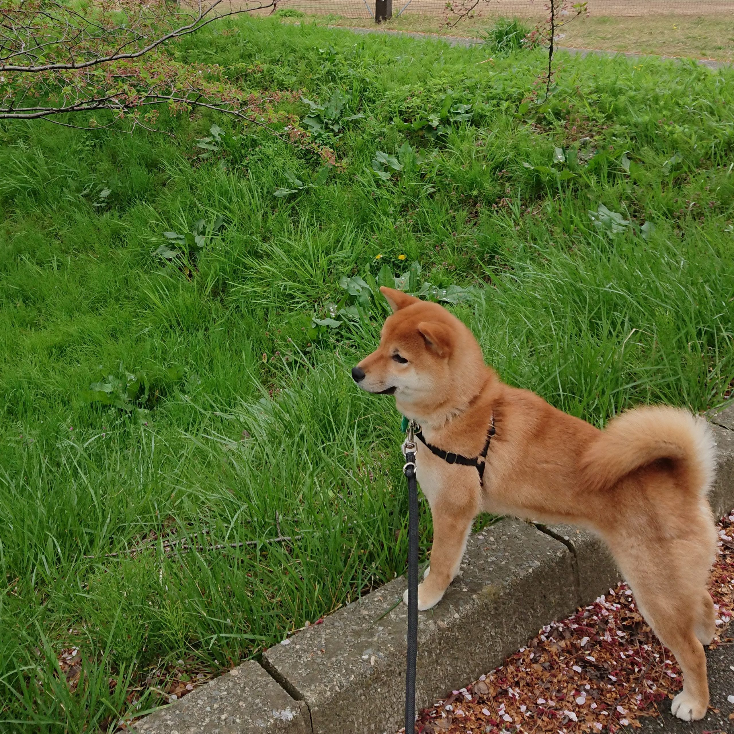 柴犬の目線の先には何があるのだろう