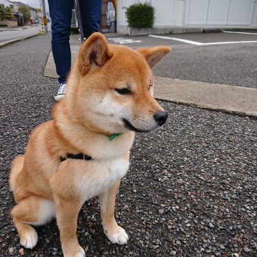 柴犬と初めての狂犬病集団予防接種