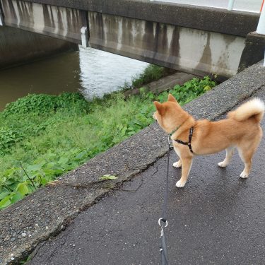 道なき道になってきた散歩道