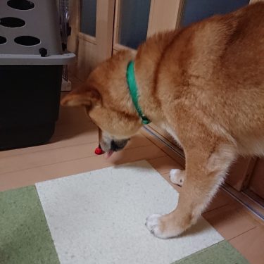 柴犬にイチゴを与えてみた