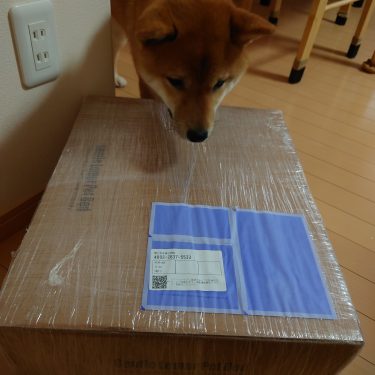 ベッドを破壊する柴犬にジェントルリーマペットベッドを購入しました