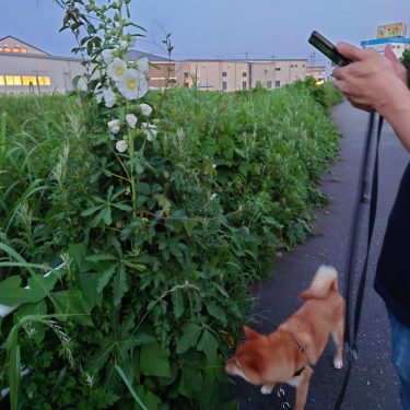 柴犬とタチアオイ